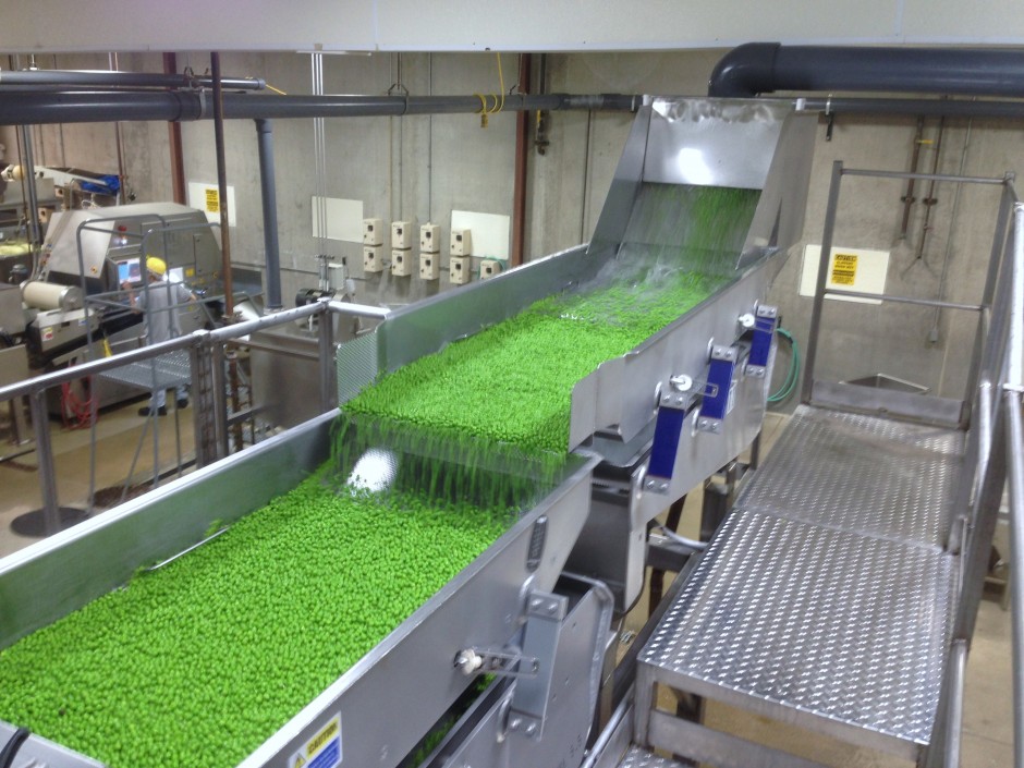Peas roll down the conveyor belt at the Sno Pac factory. Each pea is washed, inspected, blanched and frozen straight from the field truck.